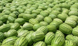 51热门大瓜-吃瓜爆料,揭秘娱乐圈最新爆料，吃瓜群众齐围观